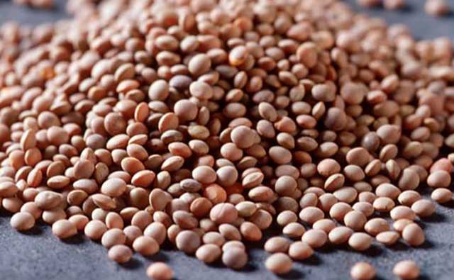 Red Lentil