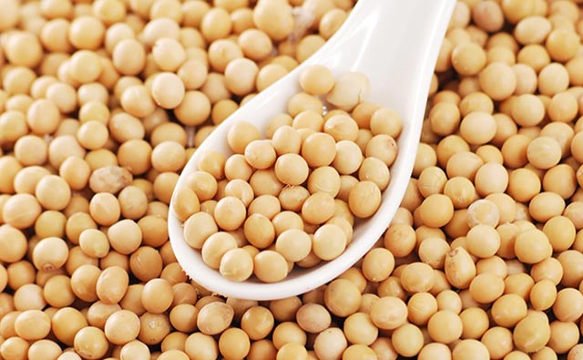 Soya Bean